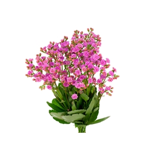 KALANCHOE FOREST PINK MEADOW 060 CM