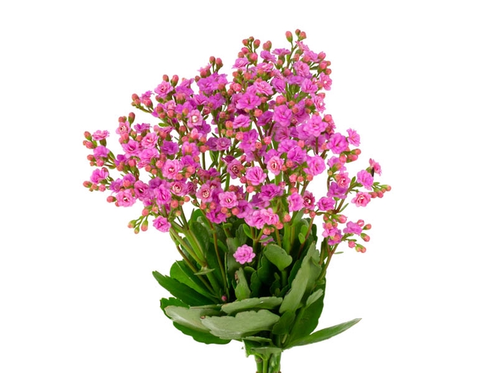 <h4>KALANCHOE FOREST PINK MEADOW 060 CM</h4>