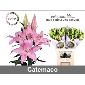 Li Or Catemaco