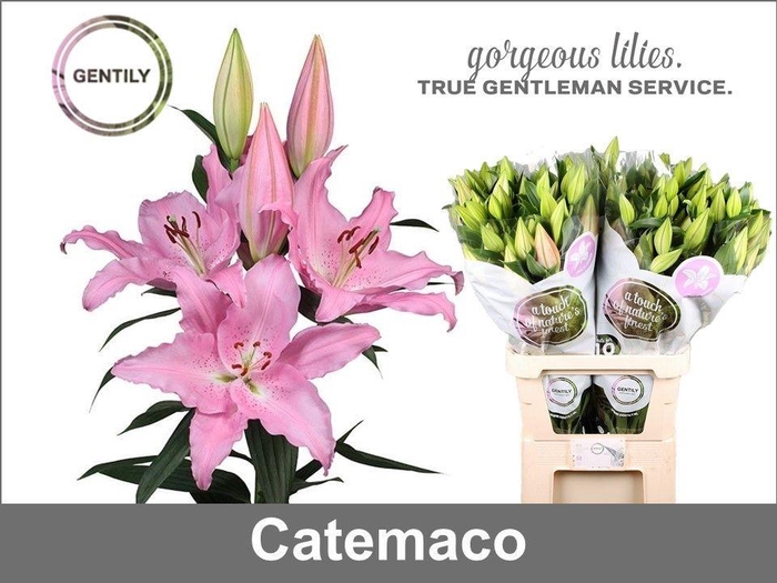 <h4>Li Or Catemaco</h4>