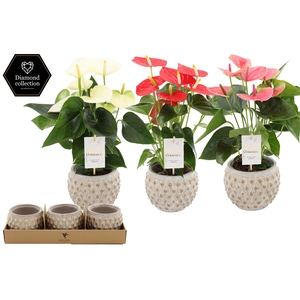 Anthurium 12 cm 3 color mix in Marrakesh gold ceramics