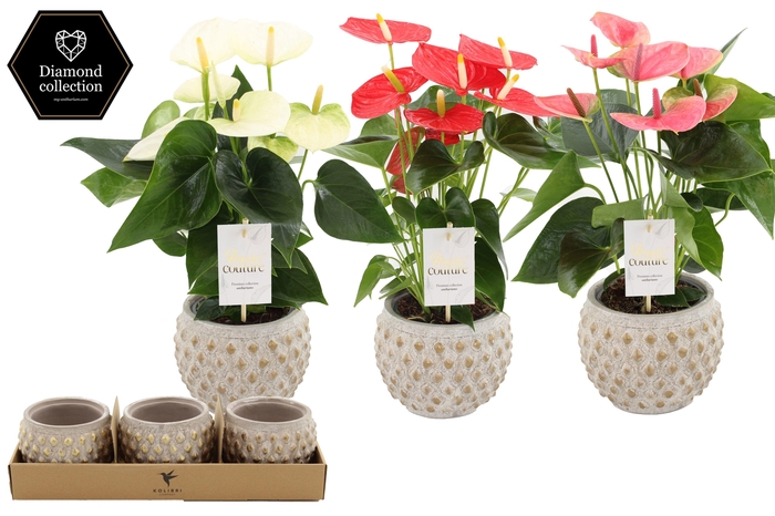 <h4>Anthurium 12 cm 3 color mix in Marrakesh gold ceramics</h4>