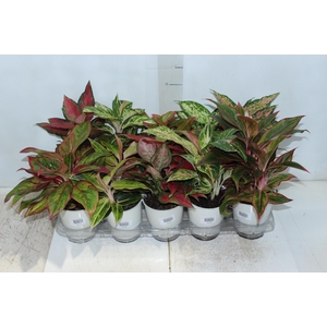 AGLAONEMA VARIADA P12 PREMIUM