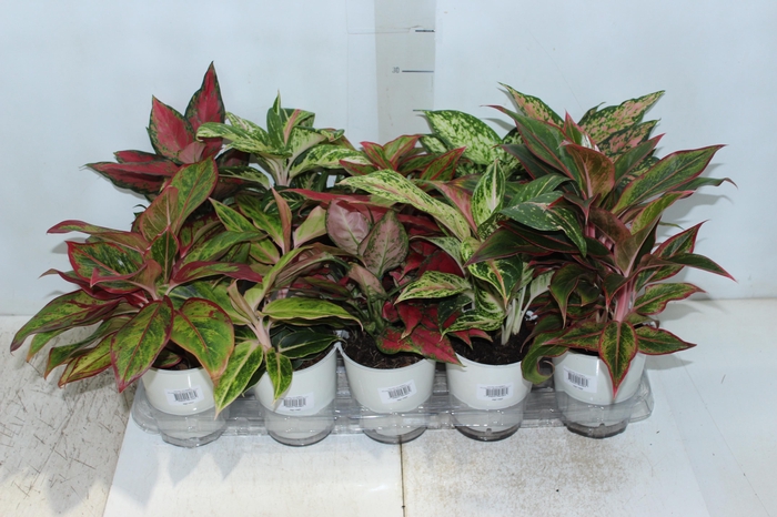 <h4>AGLAONEMA VARIADA P12 PREMIUM</h4>