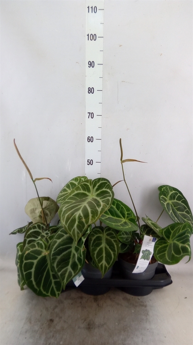 <h4>Anthurium cryst. 'Karma Crystal'</h4>