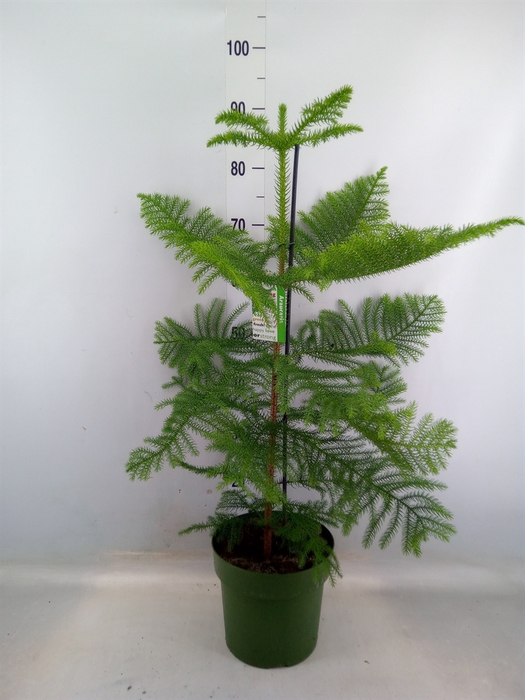 <h4>Araucaria heterophylla</h4>