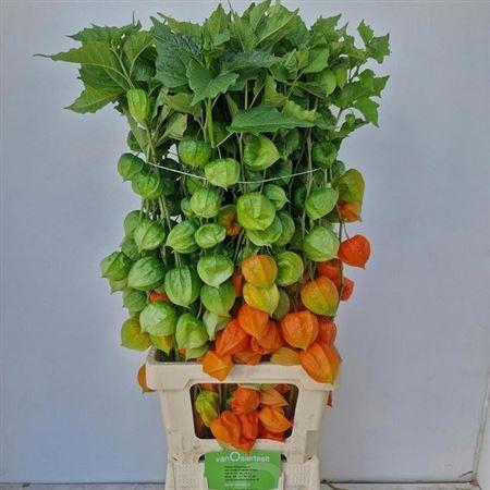 <h4>Physalis Lampion Tak</h4>