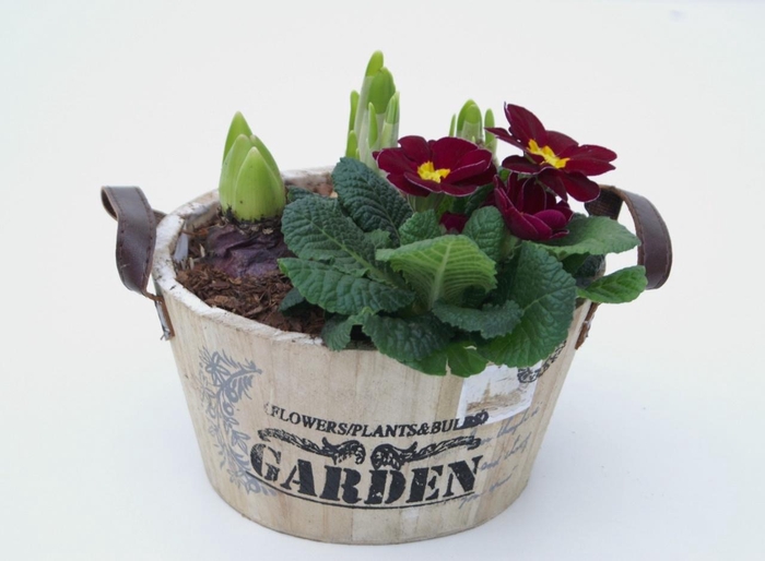 <h4>Primula Hout Rond  (1x Hya, 1x Tete)</h4>