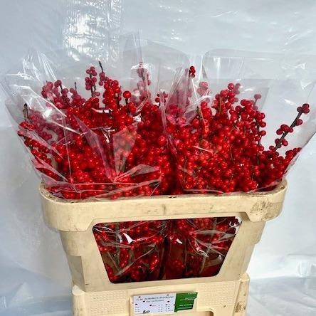 <h4>ILEX VE RODE BES</h4>