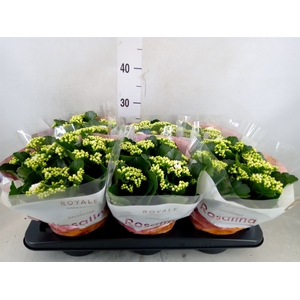 Kalanchoe blos. 'RosDon Dione'