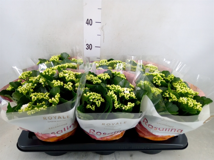 <h4>Kalanchoe blos. 'RosDon Dione'</h4>