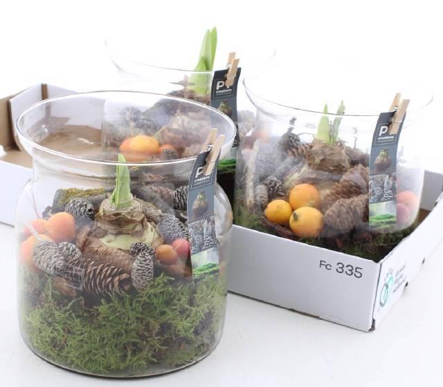 <h4>ARR BOL KNOLGEWAS</h4>