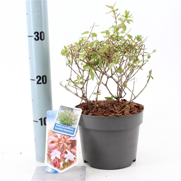 Abelia grandiflora Sunshine Daydream  P17 (2ltr)