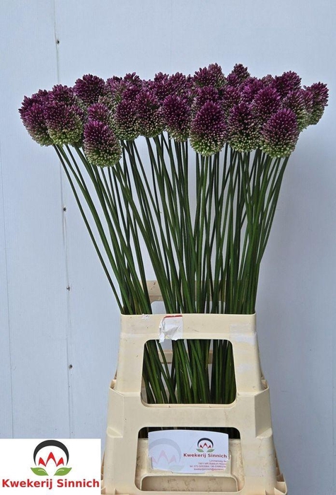 <h4>Allium sphaerocephalon (bullit)</h4>