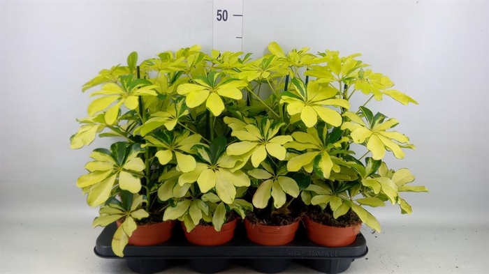 <h4>Schefflera arbor. 'Melanie'</h4>
