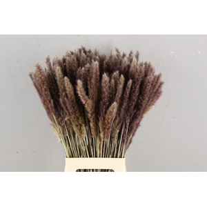 DF Pampas Silvy Bunch (10pcs)