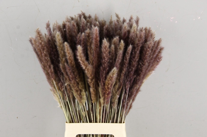 <h4>DF Pampas Silvy Bunch (10pcs)</h4>