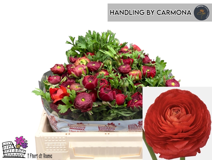 <h4>RAN DOLCEVITA RED</h4>