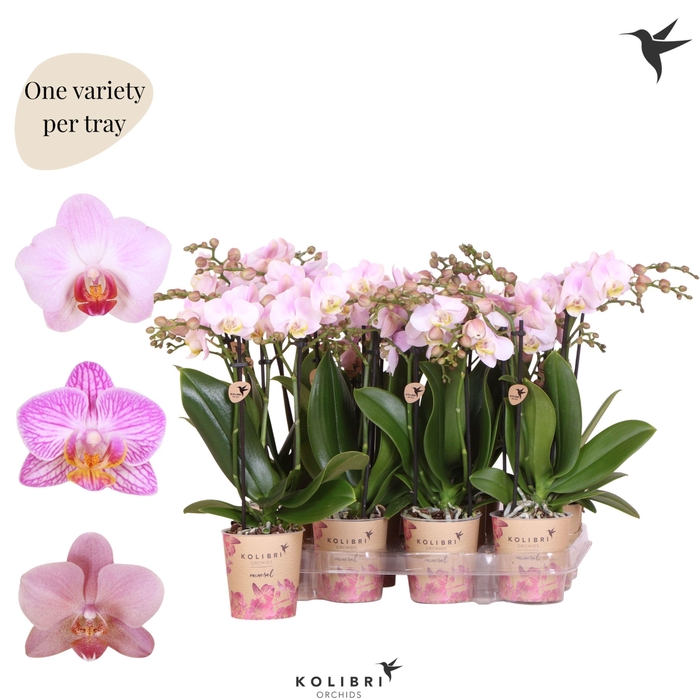 <h4>Kolibri Orchids Phalaenopsis Mineral pink 3 spike</h4>
