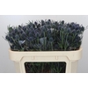 Eryngium Blue Dynamite