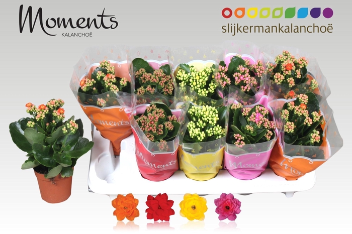 <h4>KAL GE GEM 4 KL</h4>