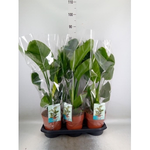 Strelitzia nicolai