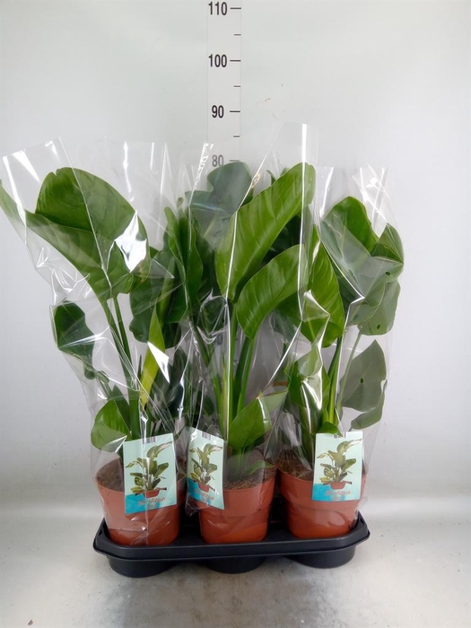 <h4>Strelitzia nicolai</h4>