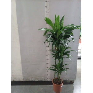 Dracaena frag. 'Janet Craig'