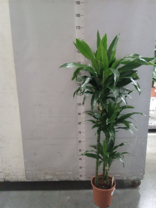 <h4>Dracaena frag. 'Janet Craig'</h4>