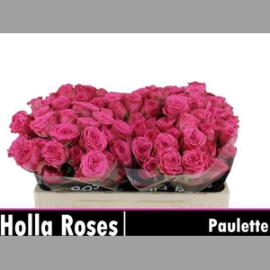 R TR PAULETTE!