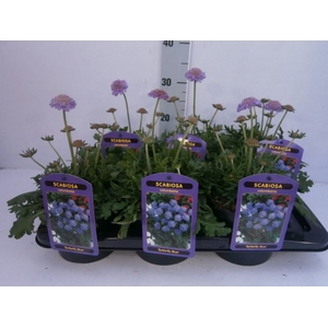 Scabiosa columb. 'Butterfly Blue'