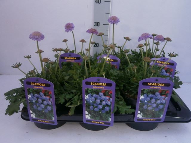 <h4>Scabiosa columb. 'Butterfly Blue'</h4>