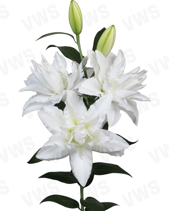 <h4>LI OR DU CANOVA</h4>