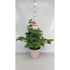 Anemone hybrida 'Honorine Jobert'