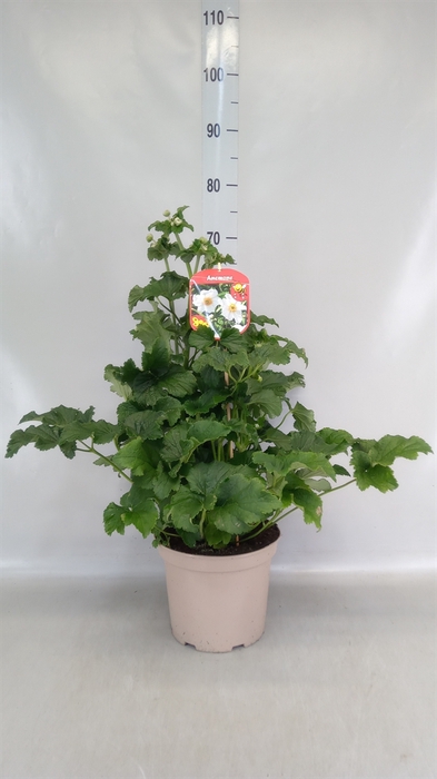 Anemone hybrida 'Honorine Jobert'