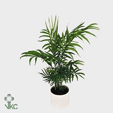 Chamaedorea Eleg Br Bl CHA12