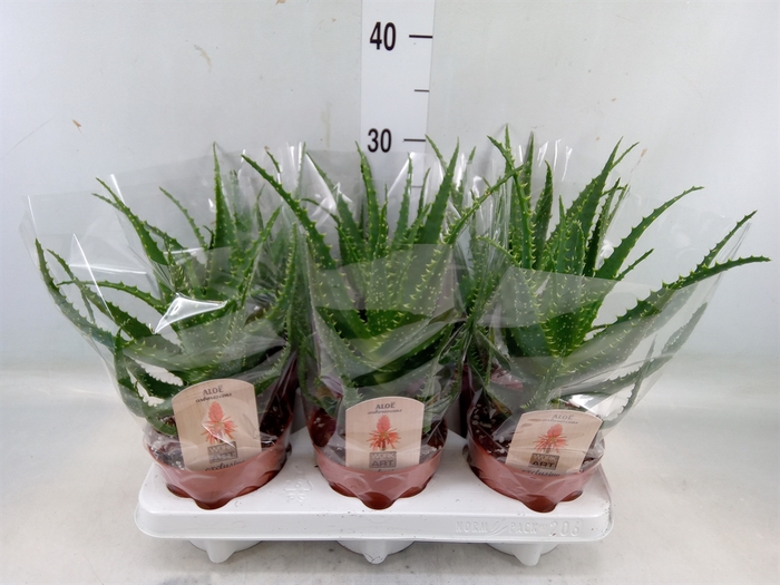 <h4>Aloe arborescens</h4>