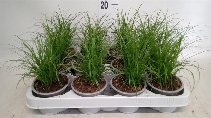 <h4>Carex brunnea</h4>