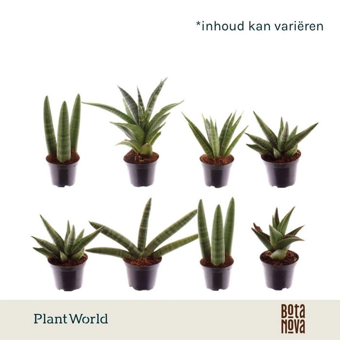 <h4>Sansevieria Cylindrica</h4>