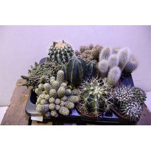 Cactus Gem