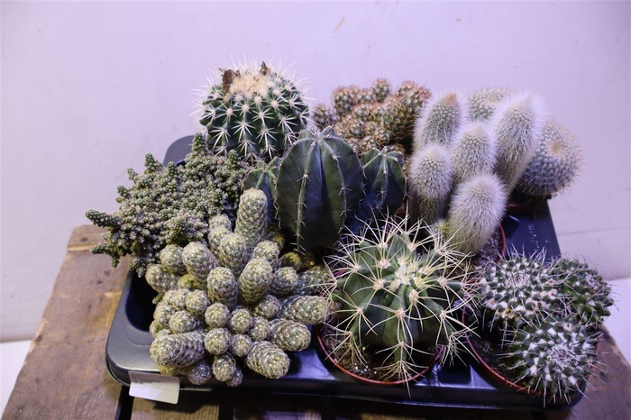 <h4>arr8 Cactus Gem</h4>