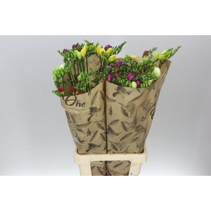Freesia One Xxl Mixed