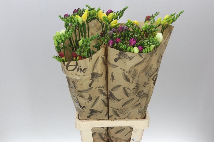 <h4>Freesia One Xxl Mixed</h4>