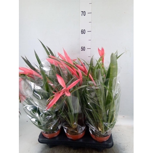 Billbergia x windii