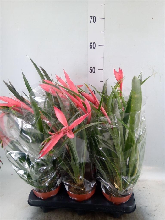 <h4>Billbergia x windii</h4>