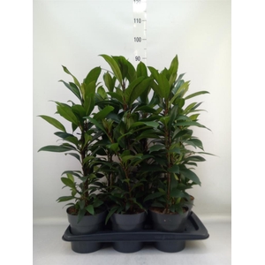 Ficus cyathistipula 'Compacta'