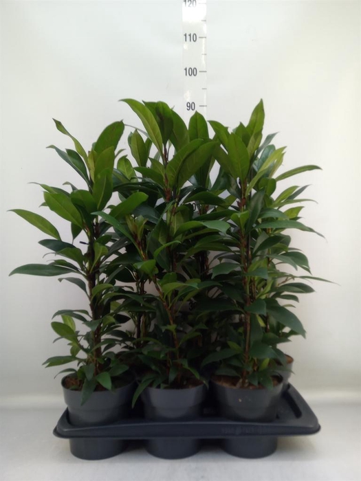 <h4>Ficus cyathistipula 'Compacta'</h4>