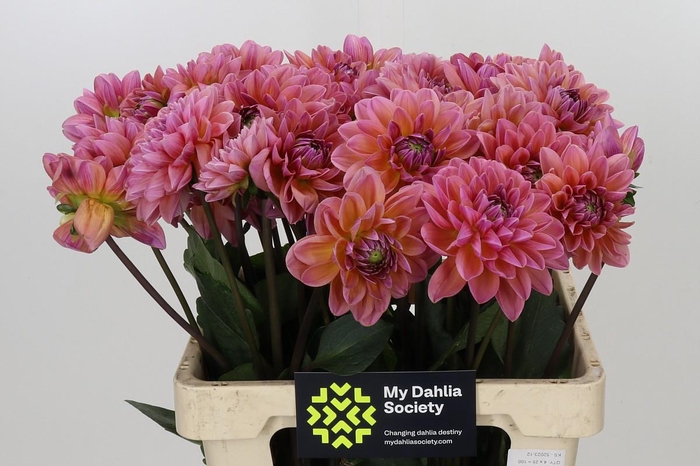 Dahlia Dalmuti Jester