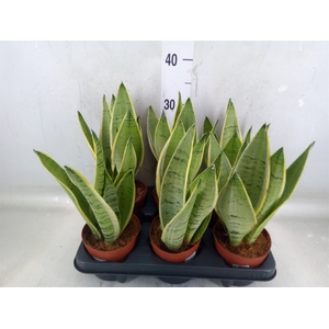 Sansevieria trifa.   ...
