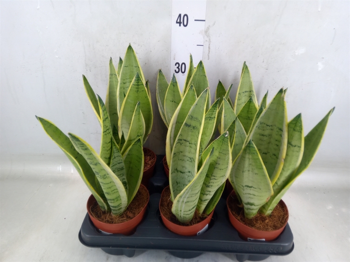 <h4>Sansevieria trifa.   ...</h4>